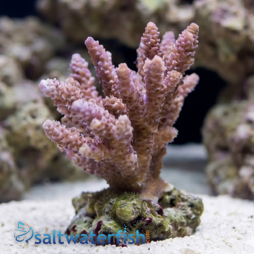 Acropora Millepora Coral : Pink/Rose - South Pacific