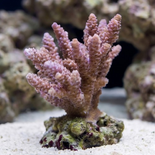 Acropora Millepora Coral : Pink/Rose - South Pacific