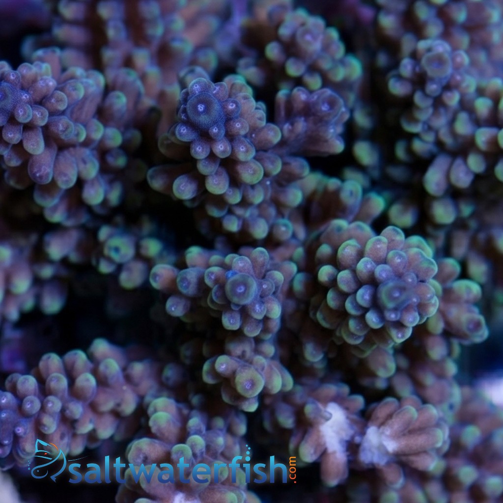 Acropora Nasuta Coral : Purple w/ Blue Tip
