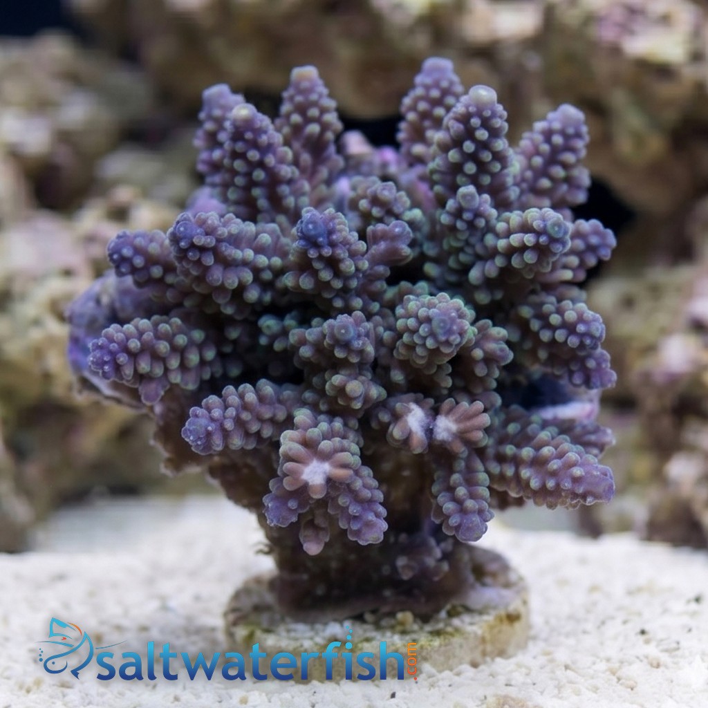 Acropora Nasuta Coral : Purple w/ Blue Tip
