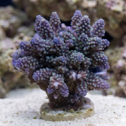 Acropora Nasuta Coral : Purple w/ Blue Tip