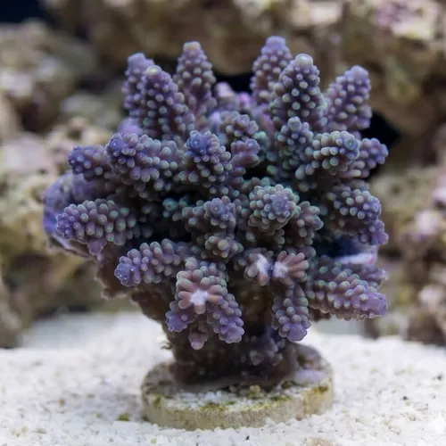 Acropora Nasuta Coral : Purple w/ Blue Tip