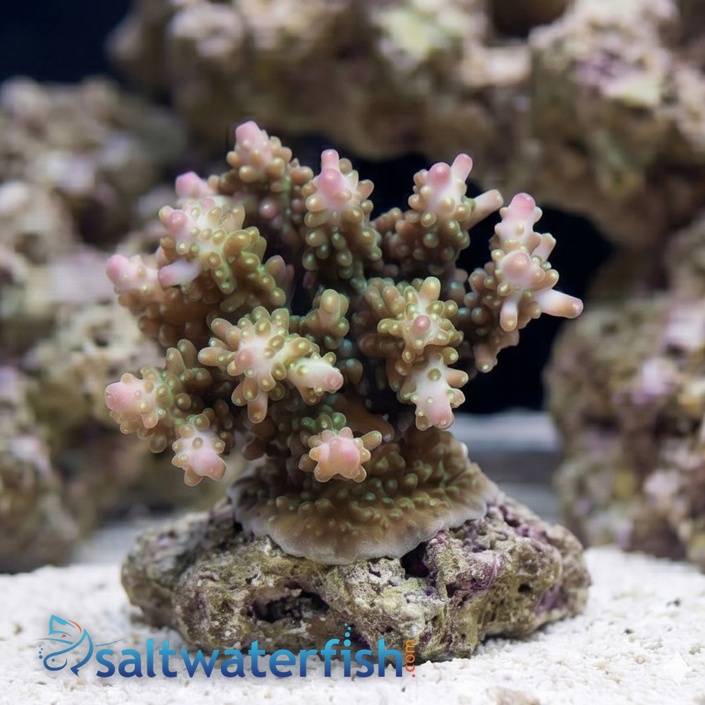 Acropora Secale Coral