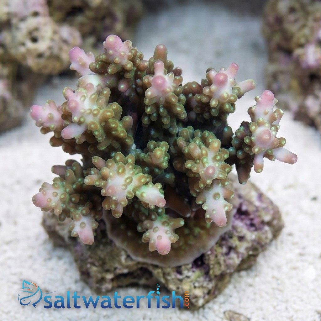 Acropora Secale Coral