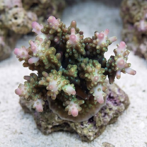 Acropora Secale Coral