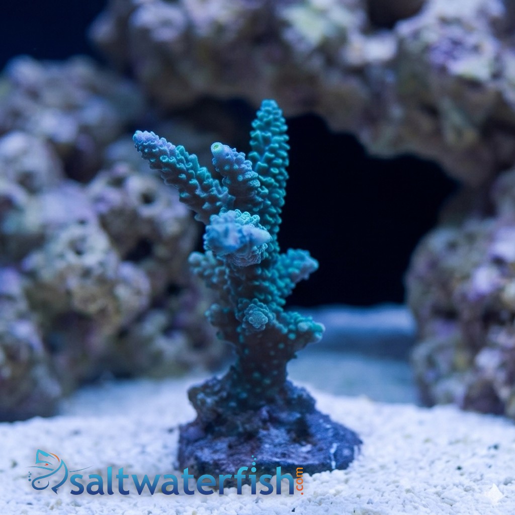 Acropora Coral: Colored - Australia
