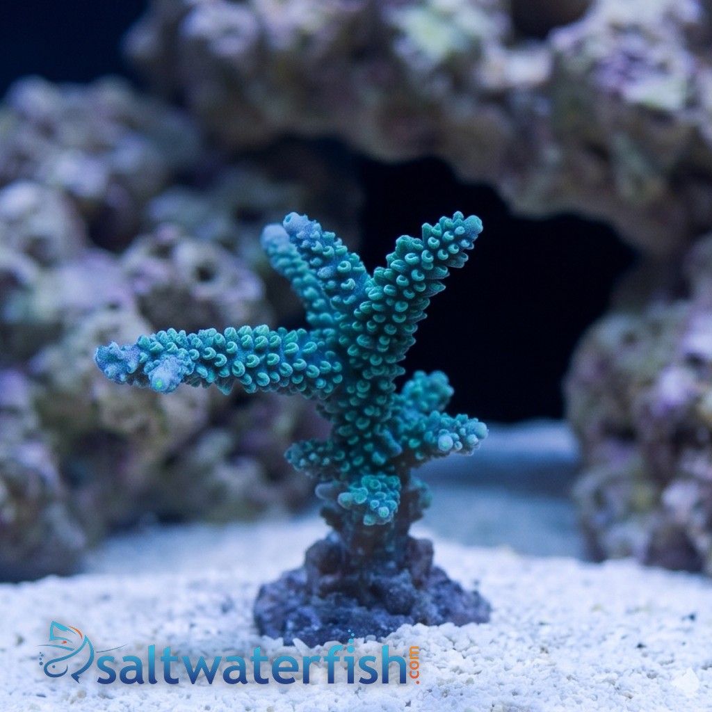 Acropora Coral: Colored - Australia