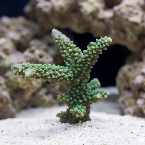 Acropora Coral: Colored - Australia