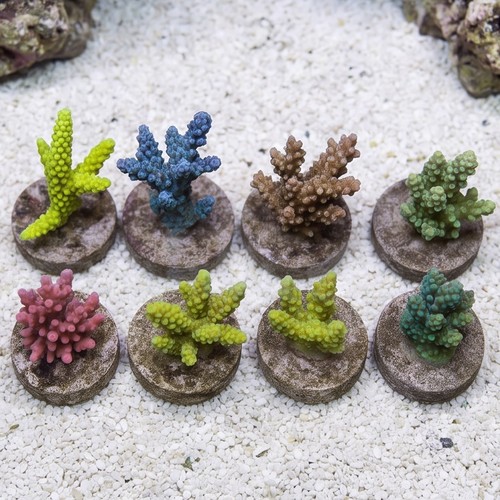 Acropora Coral: Premium - Aquacultured