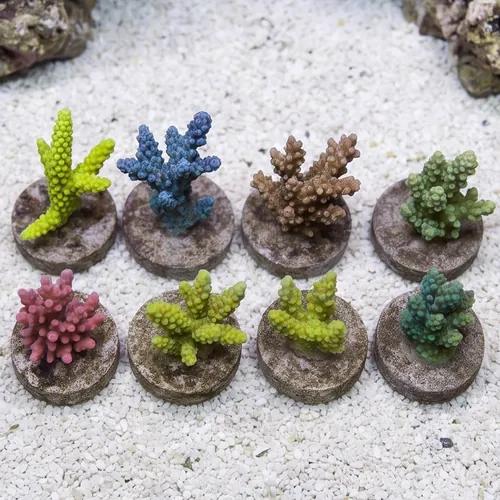 Acropora Coral: Premium - Aquacultured