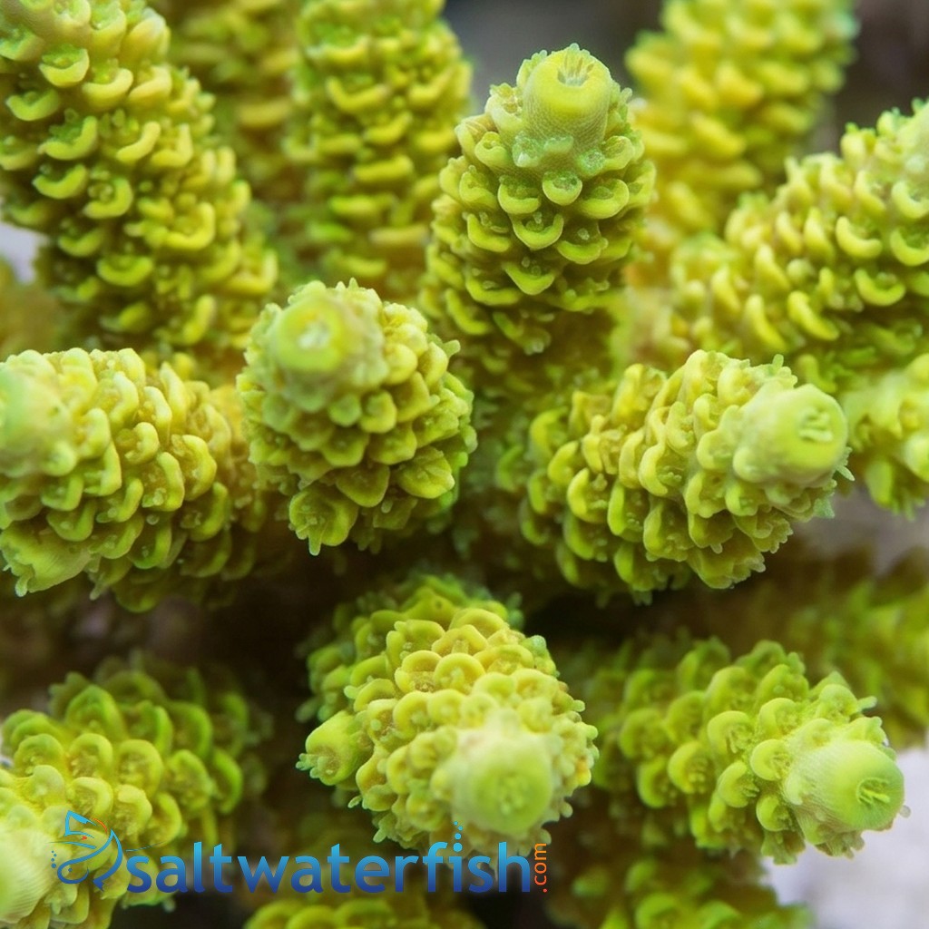 Acropora Coral: Indo Pacific - Aquacultured