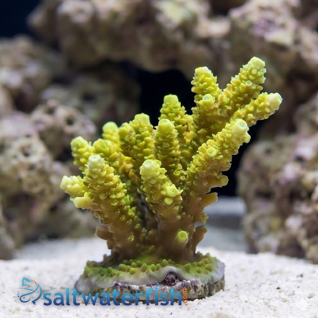 Acropora Coral: Indo Pacific - Aquacultured