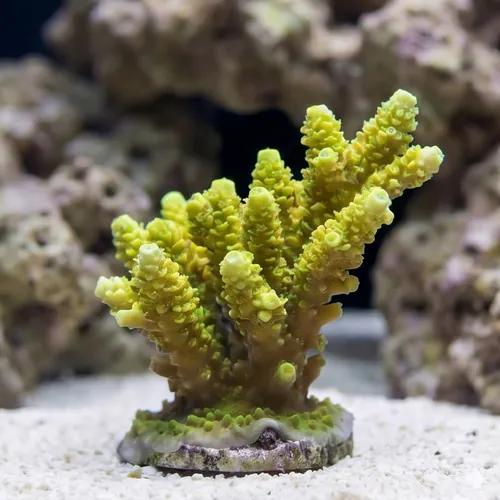 Acropora Coral: Indo Pacific - Aquacultured