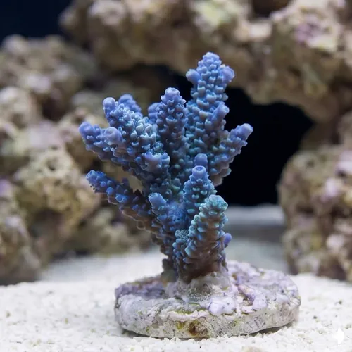 Acropora Coral Premium