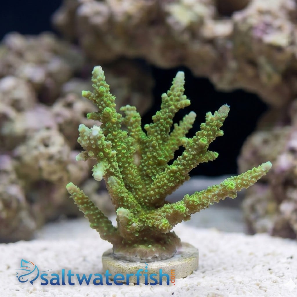 Acropora Coral Wild: Colored - Australia