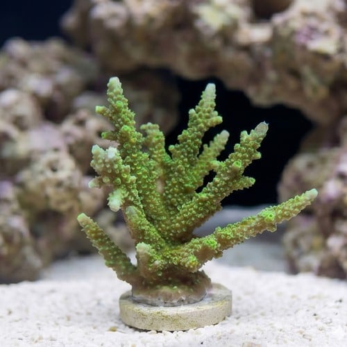 Acropora Coral Wild: Colored - Australia