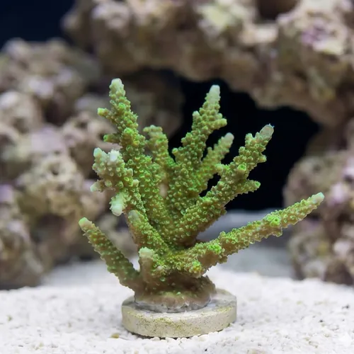 Acropora Coral Wild: Colored - Australia