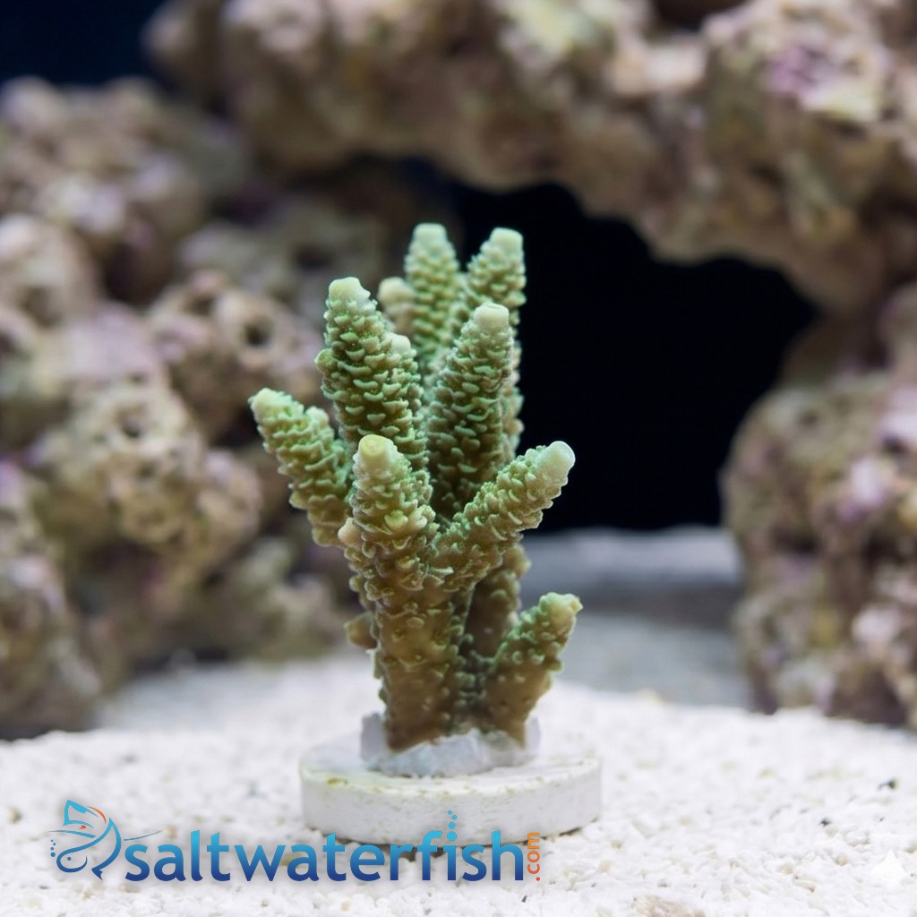 Acropora Coral - Solomon Islands