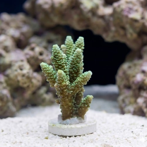 Acropora Coral - Solomon Islands