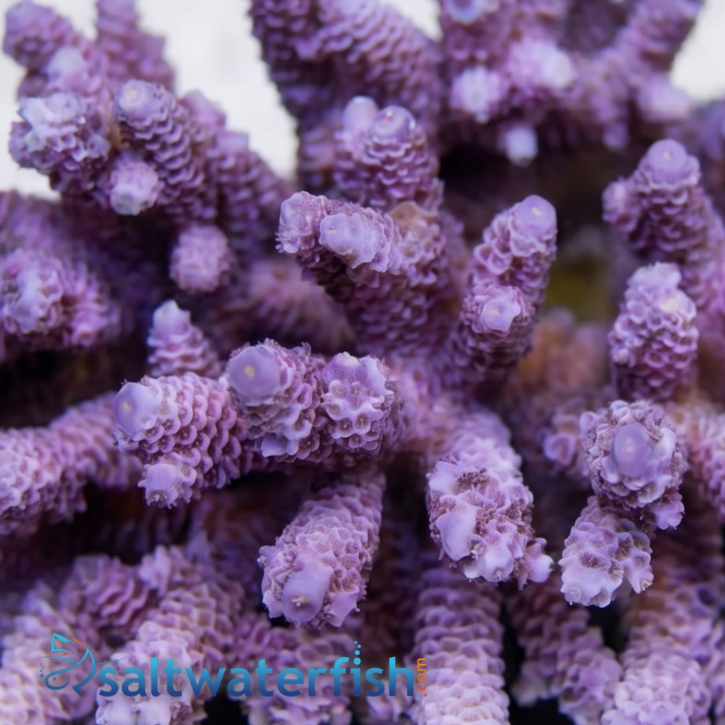 Acropora Coral : Tongan Colored