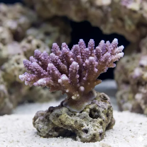 Acropora Coral : Tongan Colored
