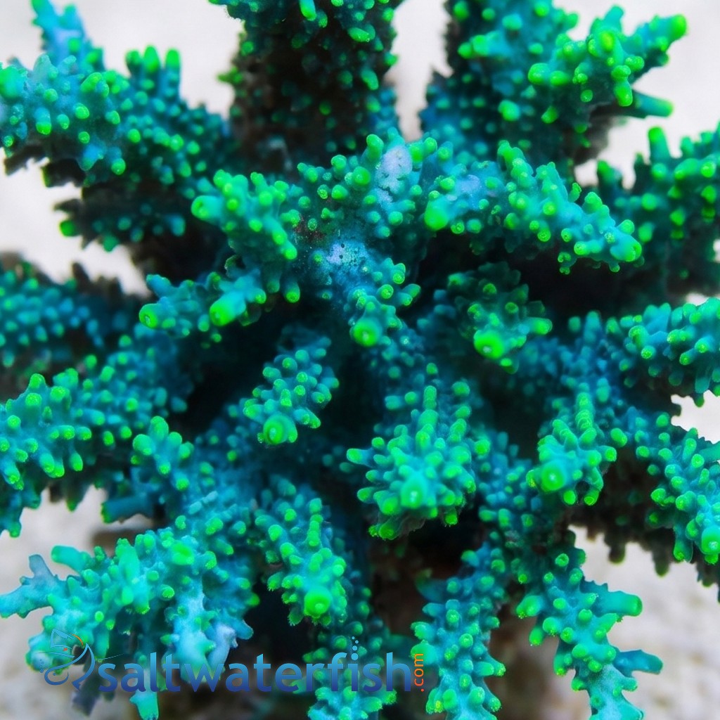 Acropora Coral - Fiji