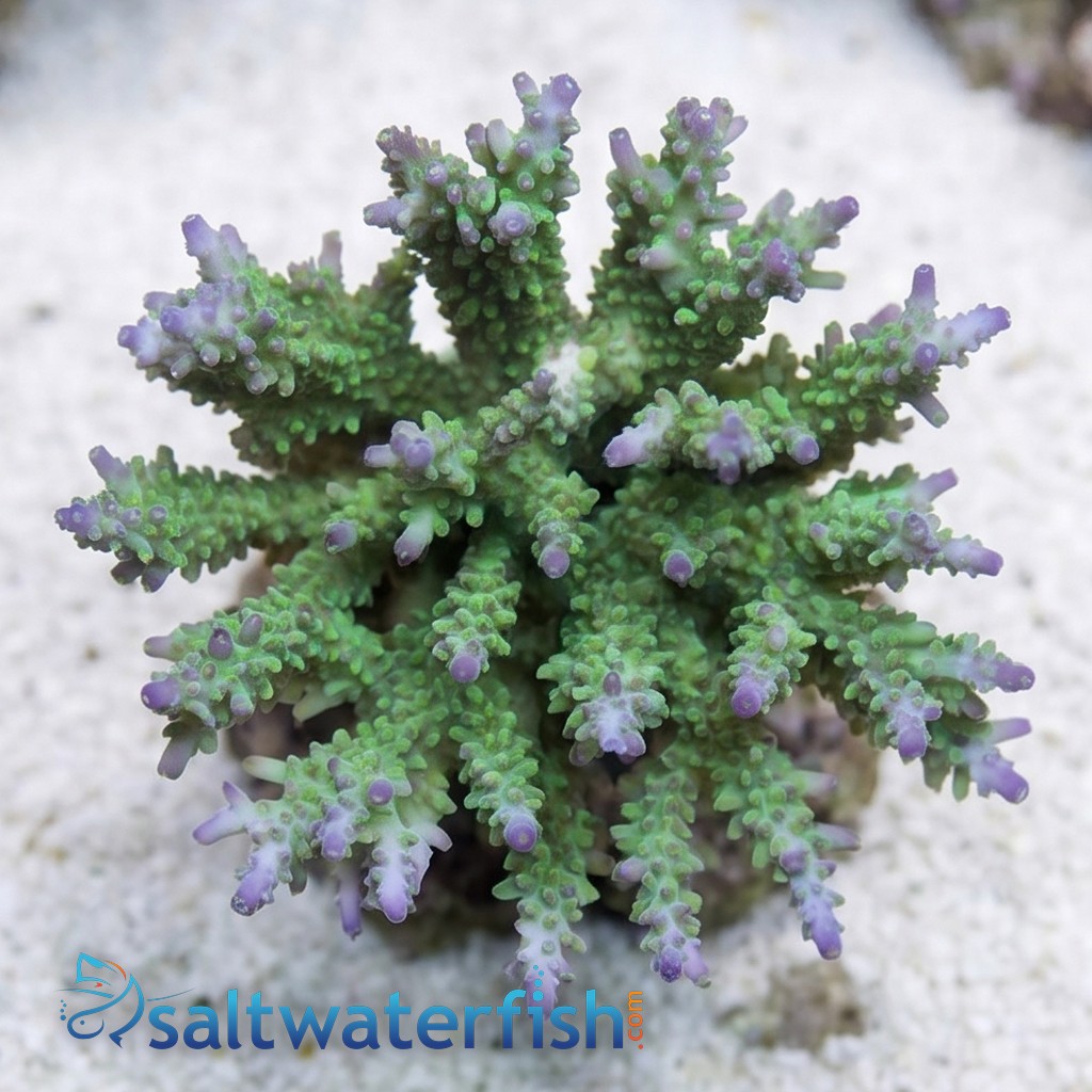 Acropora Coral - Fiji