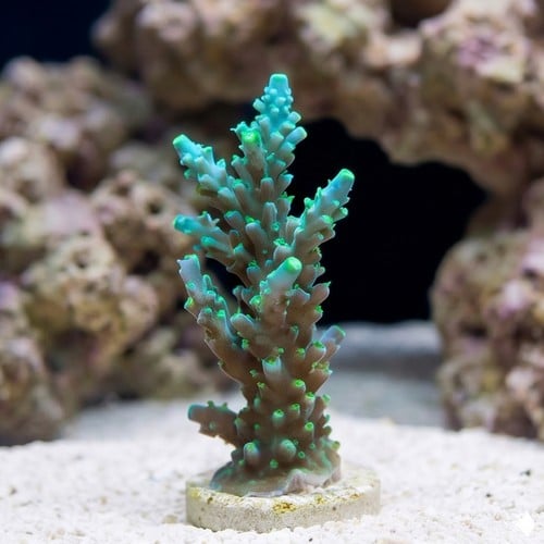 Acropora Coral - Fiji