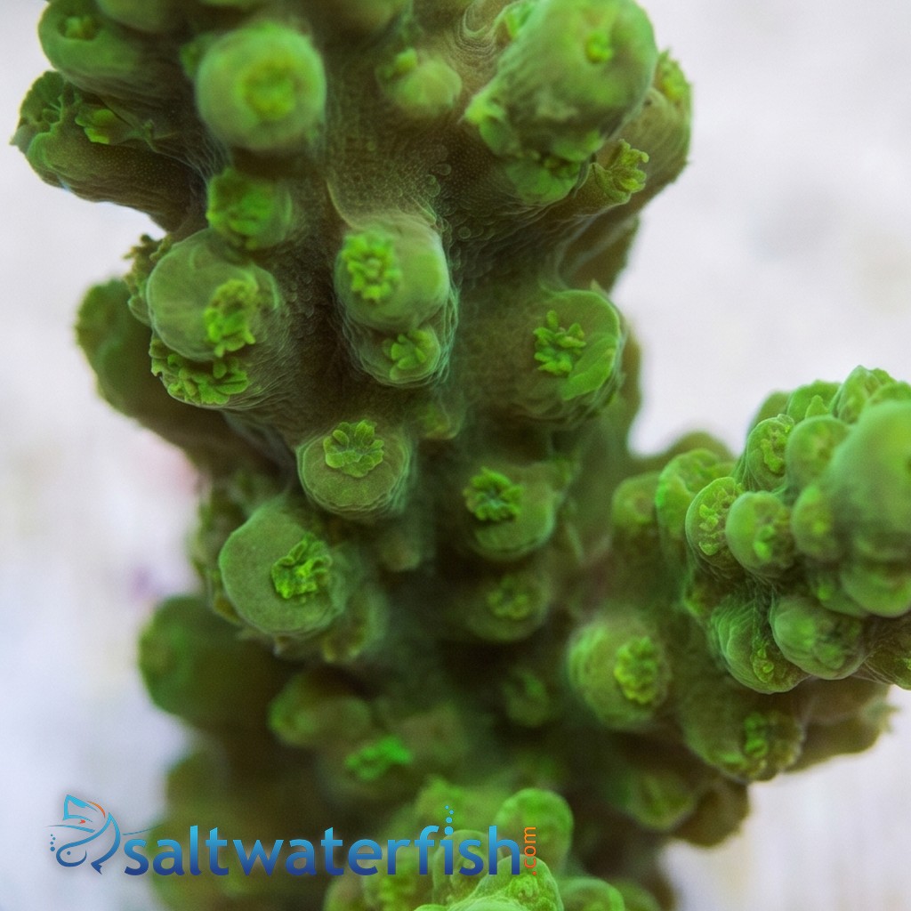 Acropora Coral :Colored - Fiji