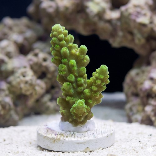 Acropora Coral :Colored - Fiji