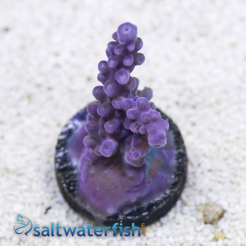 Acropora Coral : Fireworks - Aquacultured