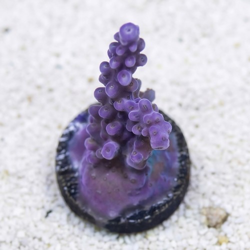 Acropora Coral : Fireworks - Aquacultured