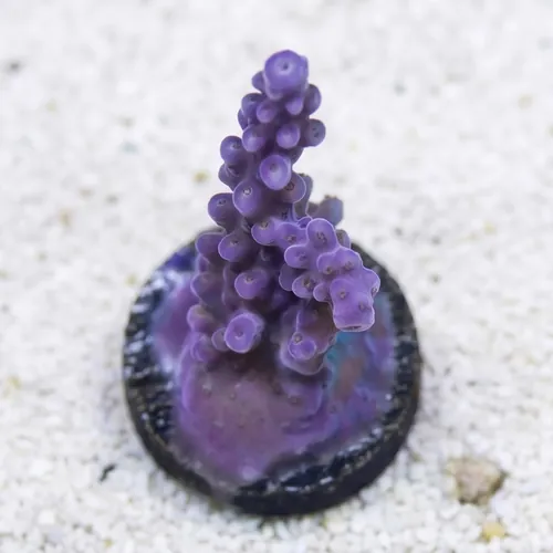Acropora Coral : Fireworks - Aquacultured
