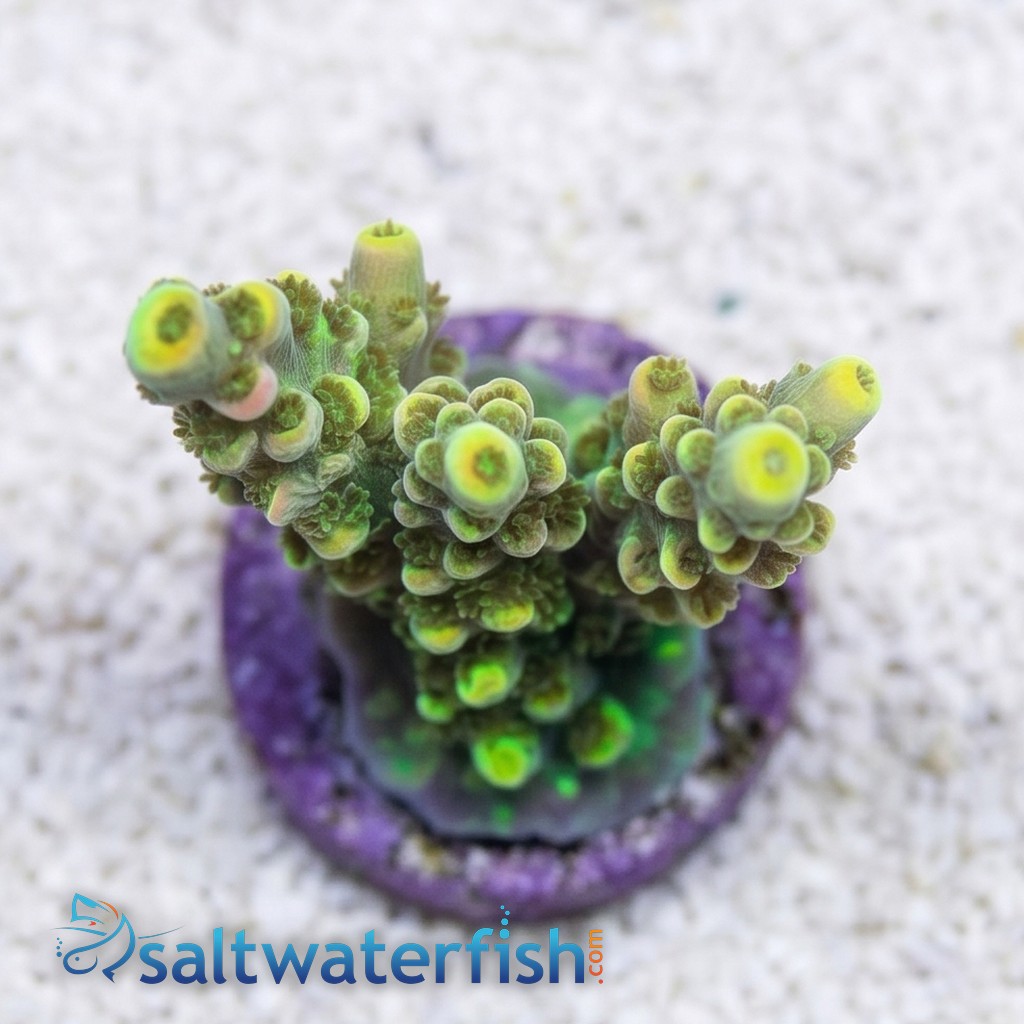 Acropora Coral : Fruity Pebbles - Aquacultured