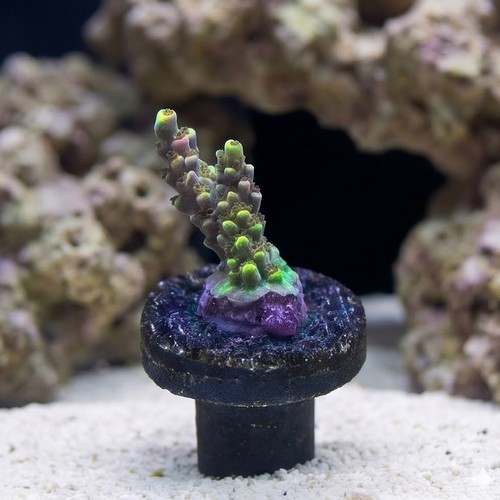 Acropora Coral : Fruity Pebbles - Aquacultured
