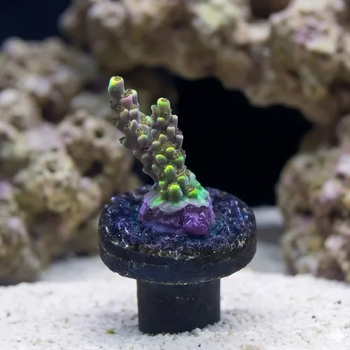 Acropora Coral : Fruity Pebbles - Aquacultured