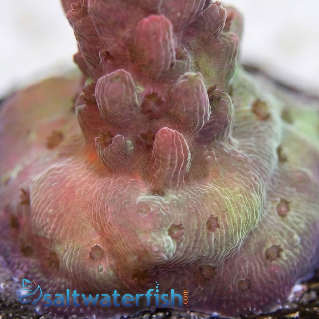 Acropora Coral : Maleficent - Aquacultured