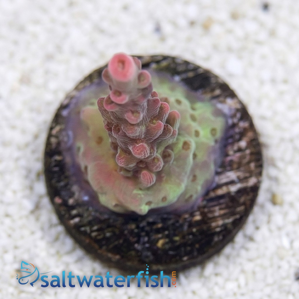 Acropora Coral : Maleficent - Aquacultured