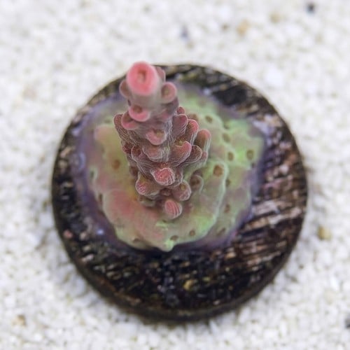 Acropora Coral : Maleficent - Aquacultured