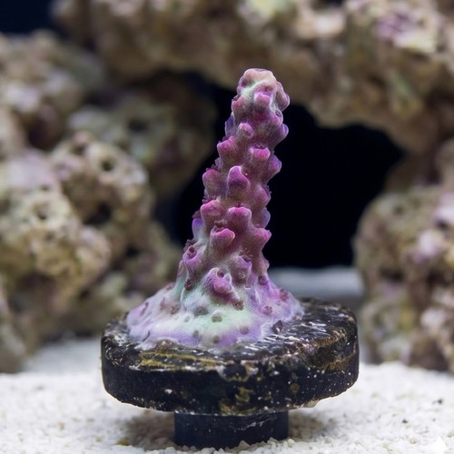 Acropora Coral : Victorias Secret- Aquacultured