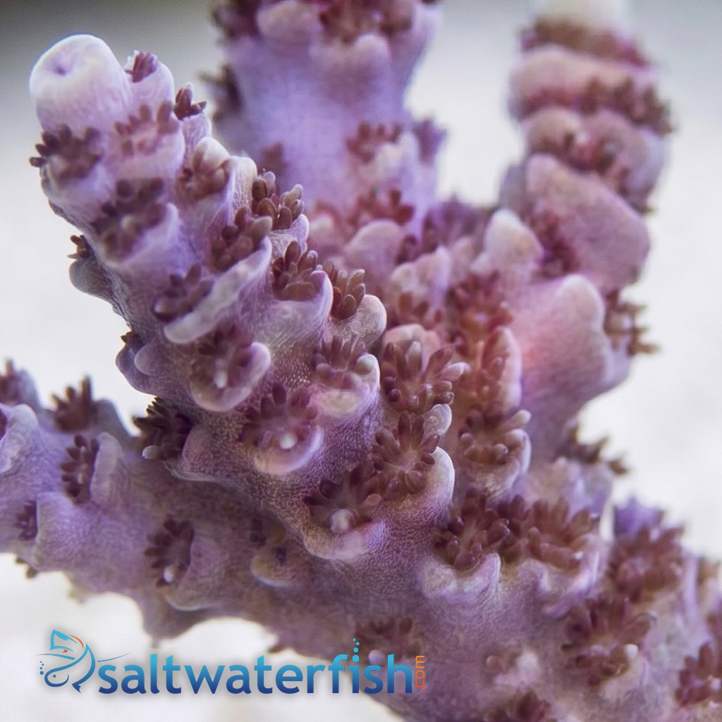 Acropora Coral : Rainbow Sherbert - Aquacultured