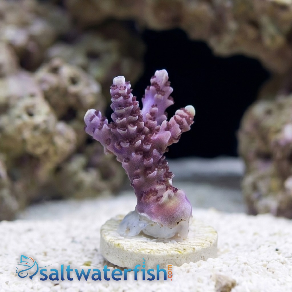 Acropora Coral : Rainbow Sherbert - Aquacultured
