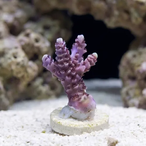 Acropora Coral : Rainbow Sherbert - Aquacultured