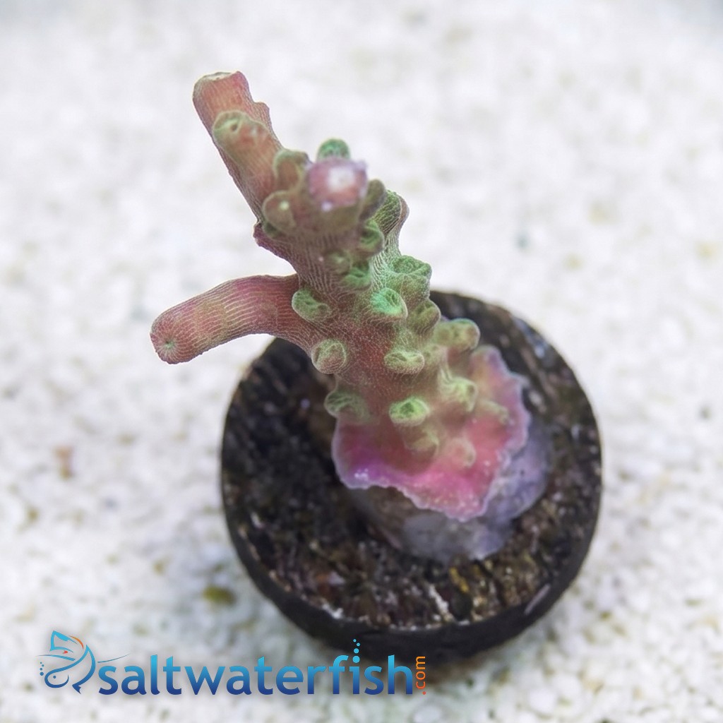 Acropora Coral : Bubblebath Unicorn - Aquacultured