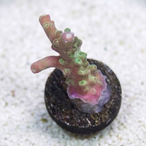 Acropora Coral : Bubblebath Unicorn - Aquacultured