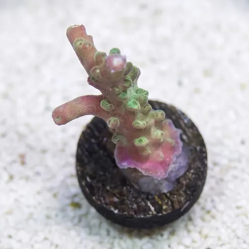 Acropora Coral : Bubblebath Unicorn - Aquacultured