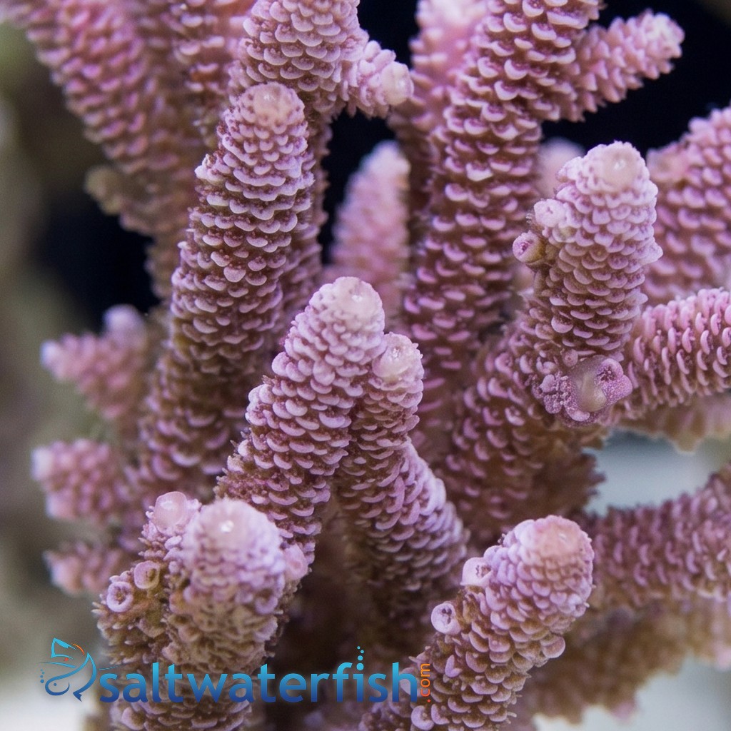 Acropora Millepora Coral : Pink Solomon Islands