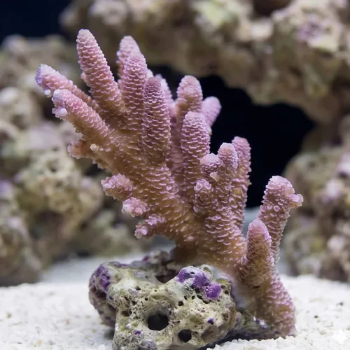 Acropora Millepora Coral : Pink Solomon Islands