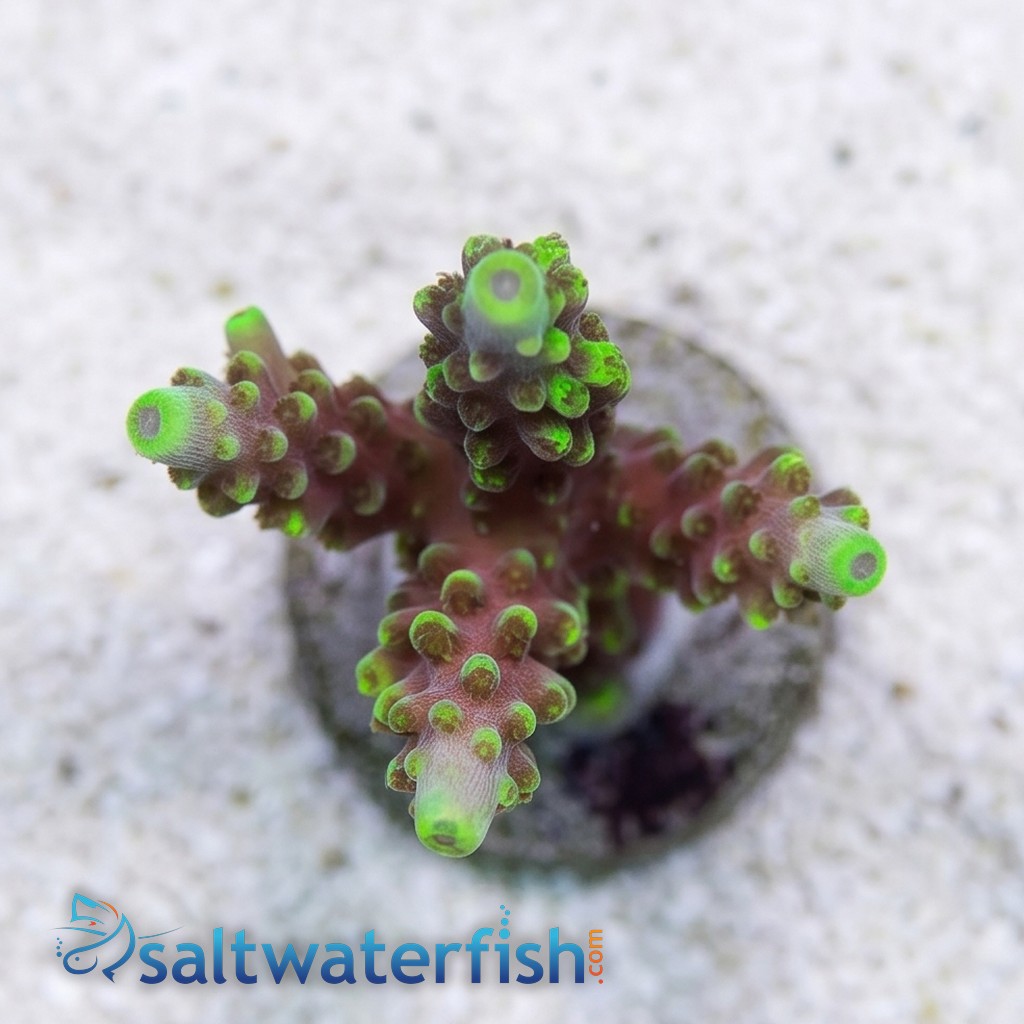 Acropora Coral - Solomon Split