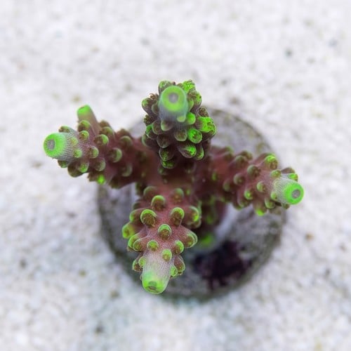 Acropora Coral - Solomon Split